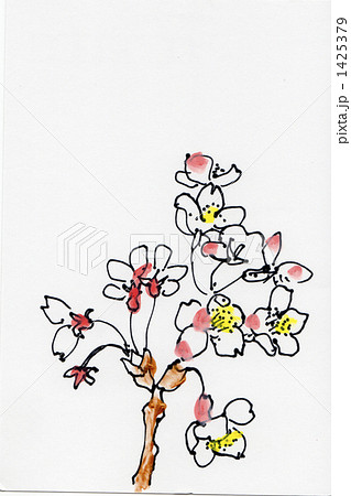 イラスト染井吉野 イラスト染井吉野 1425379