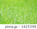 朝の輝き 1425398