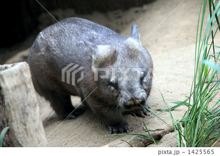 起きてるなんて! 起きてるなんて! 1425565