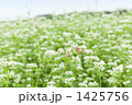蕎麦畑 1425756