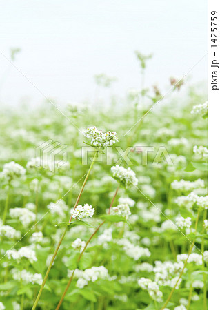 蕎麦畑 蕎麦畑 1425759