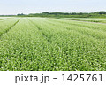蕎麦畑 1425761