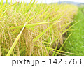 水田の実った稲穂 1425763