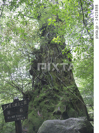 屋久島の翁杉 1425898