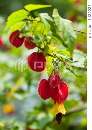 鮮やかなウキツリボク 1426022