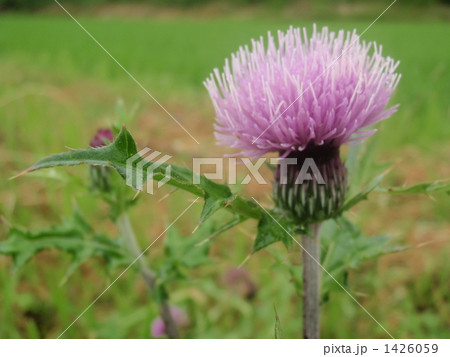 田んぼに咲いたあざみ 田んぼに咲いたあざみ 1426059