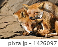 キツネの昼寝 キツネの昼寝 1426097