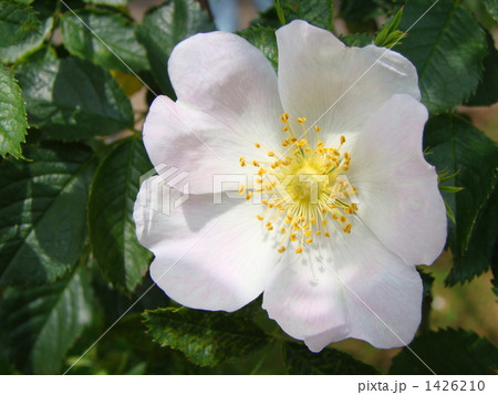 ロサカニナ 1426210