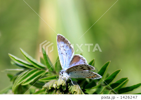 オオルリシジミ オオルリシジミ 1426247
