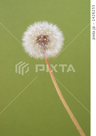 たんぽぽ たんぽぽ 1426255