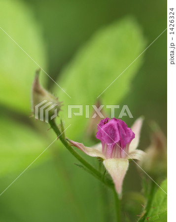 ナワシロイチゴの花 1426324