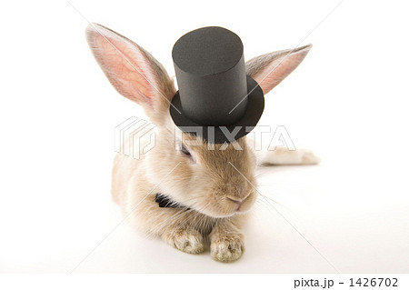 山高帽と蝶タイの子ウサギ寝そべる 1426702
