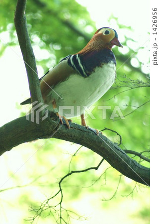 木の上の鴛鴦 木の上の鴛鴦 1426956