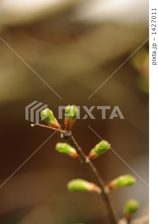 メタセコイアの新芽 1427011