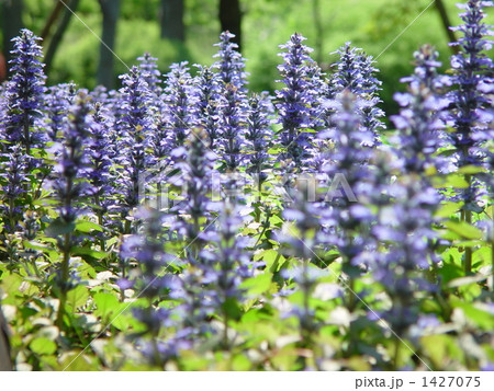 04月　アジュガ・シソ科09群生 1427075