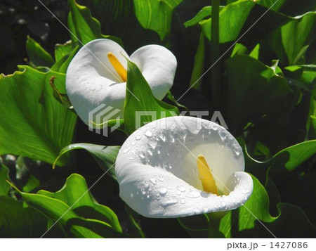 04月　カラー・サトイモ科07 1427086