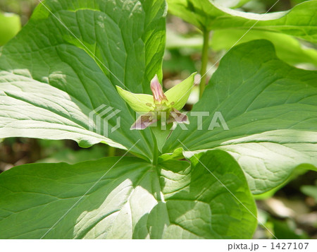 05月　エンレイソウ・ユリ科06 1427107