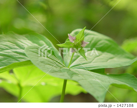 05月　エンレイソウ・ユリ科08 1427108