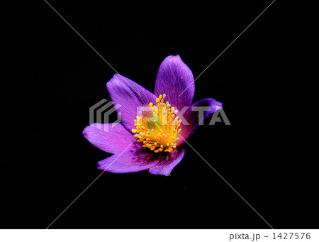 セイヨウオキナグサ（西洋翁草） キンボウゲ科  の花 1427576