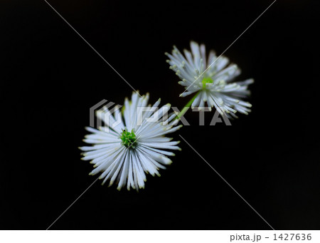 モミジカラマツ (黒バック) モミジカラマツ (黒バック) 1427636