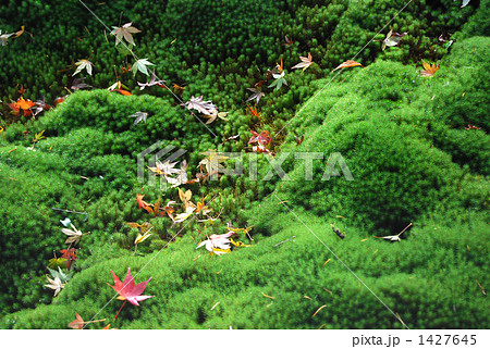 スギゴケ 1427645