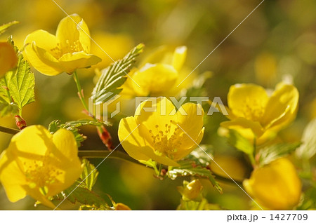 山吹 山吹 1427709