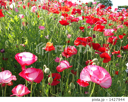 シャーレーポピー 1427944