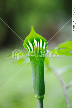 アオマムシグサ 1428222