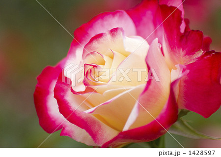 薔薇・品種名/ダブル・デライト 1428597