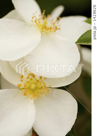 薔薇・品種名/フラウ・ホレ 1428626