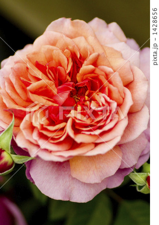 薔薇・品種名/ラデュレ 薔薇・品種名/ラデュレ 1428656