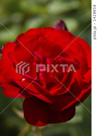 薔薇・品種名/リリー・マルリーン 1428658