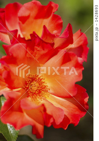 薔薇・品種名/プレイボーイ 薔薇・品種名/プレイボーイ 1428693