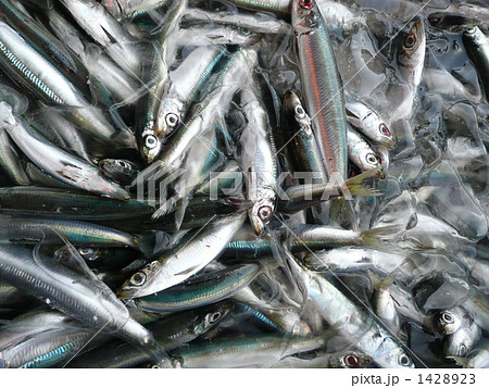 ウルメイワシ ウルメイワシ 1428923