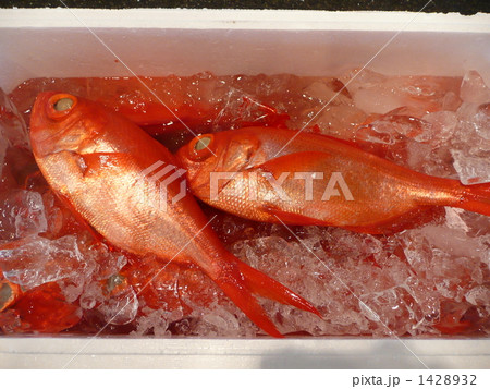 キンメダイ 1428932