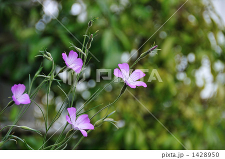 アグロステンマ 1428950