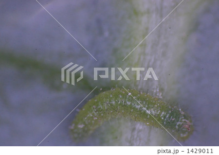 モンシロチョウの幼虫 モンシロチョウの幼虫 1429011