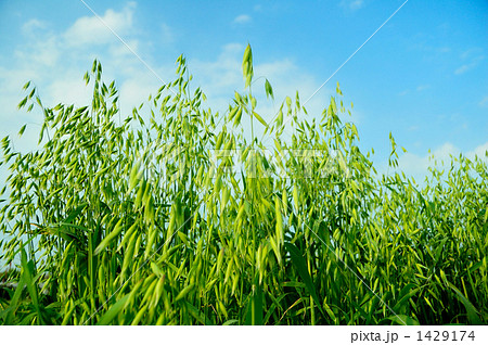 カラスムギの畑、アップ 1429174