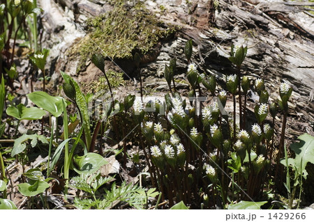 ヒトリシズカ ヒトリシズカ 1429266