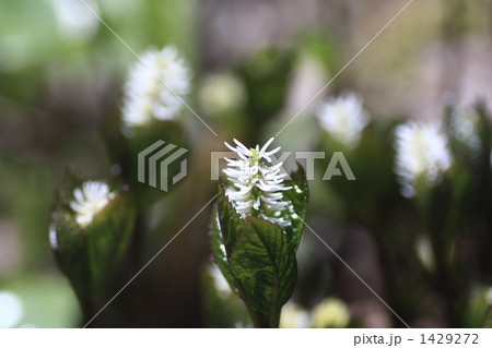 ヒトリシズカ 1429272