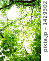 GREEN GREEN 1429302