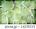 GREEN GREEN 1429333