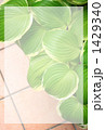 GREEN GREEN 1429340