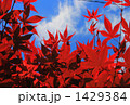 コントラスト コントラスト 1429384
