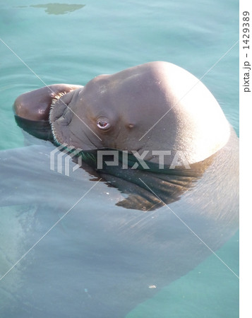 八景島シーパラダイスのセイウチ 1429389
