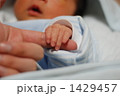 小さな手 1429457