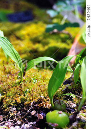高山植物の新芽 1429494