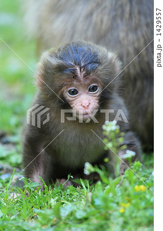 こざる こざる 1429557