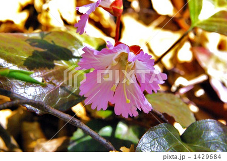 ５月にイワウチワの群生を見に行きました 1429684