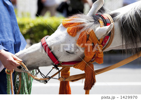 葵祭の白馬 1429970